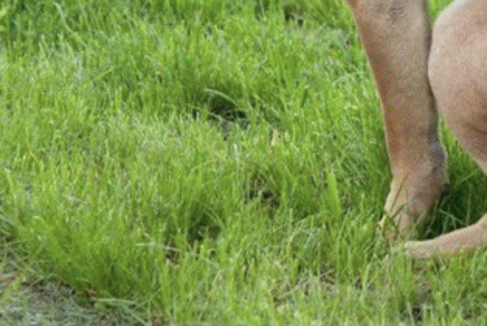 FrentesRojos's tweet image. Para los Noboistas, por navidad  mi perrito les deja un regalo....
#FueraNoboa