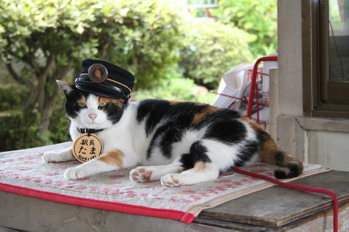 たま駅長 駅長たま (@ekichoTAMA) / Posts / X