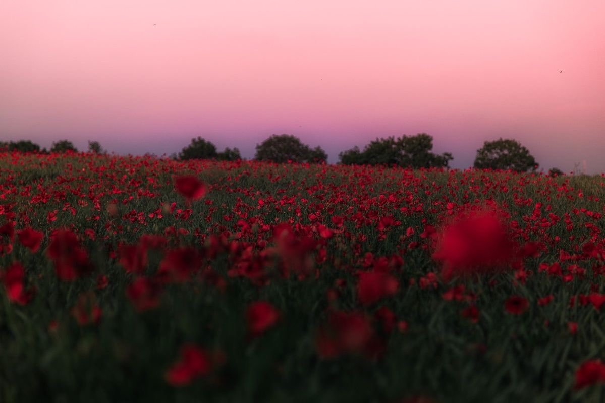 daily flowers tweet media