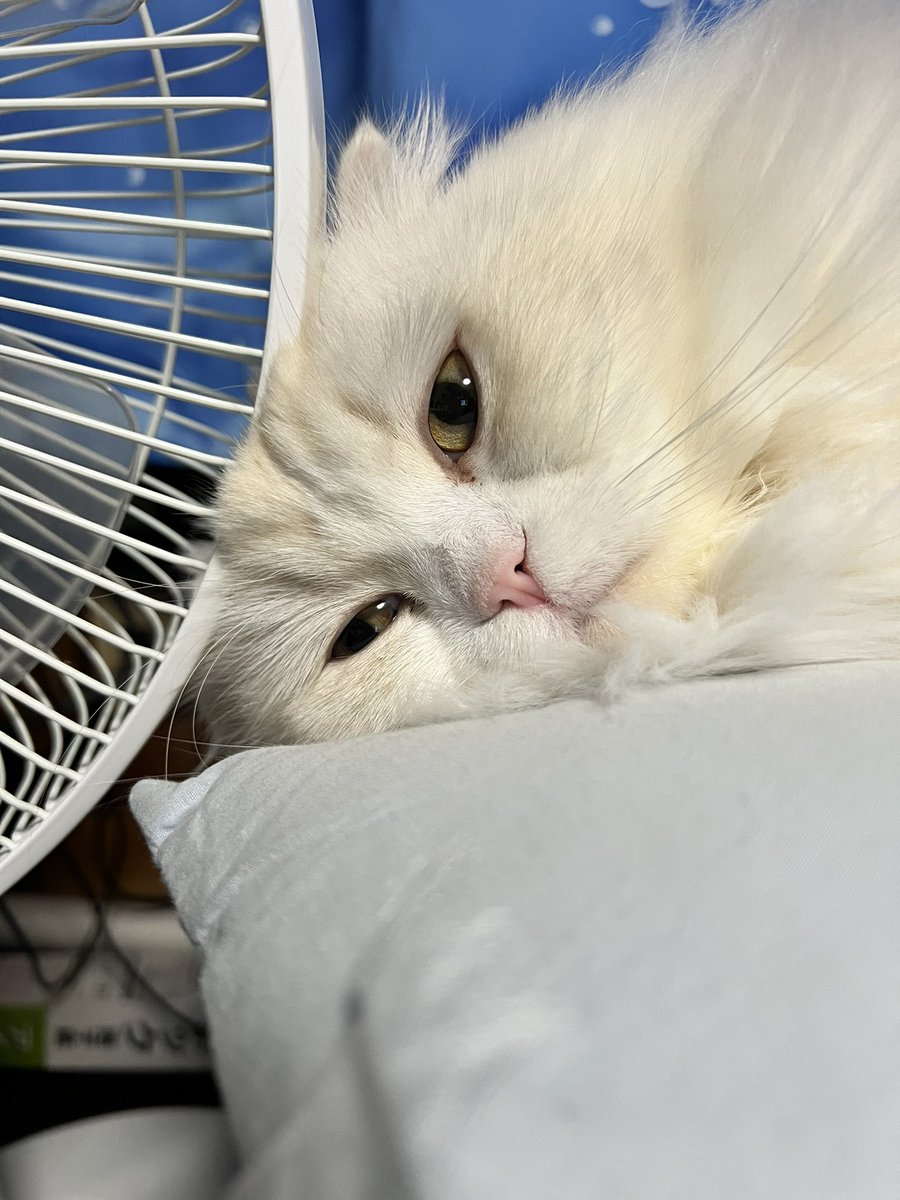 sumis600's tweet image. そろそろ、扇風機片付けろや！