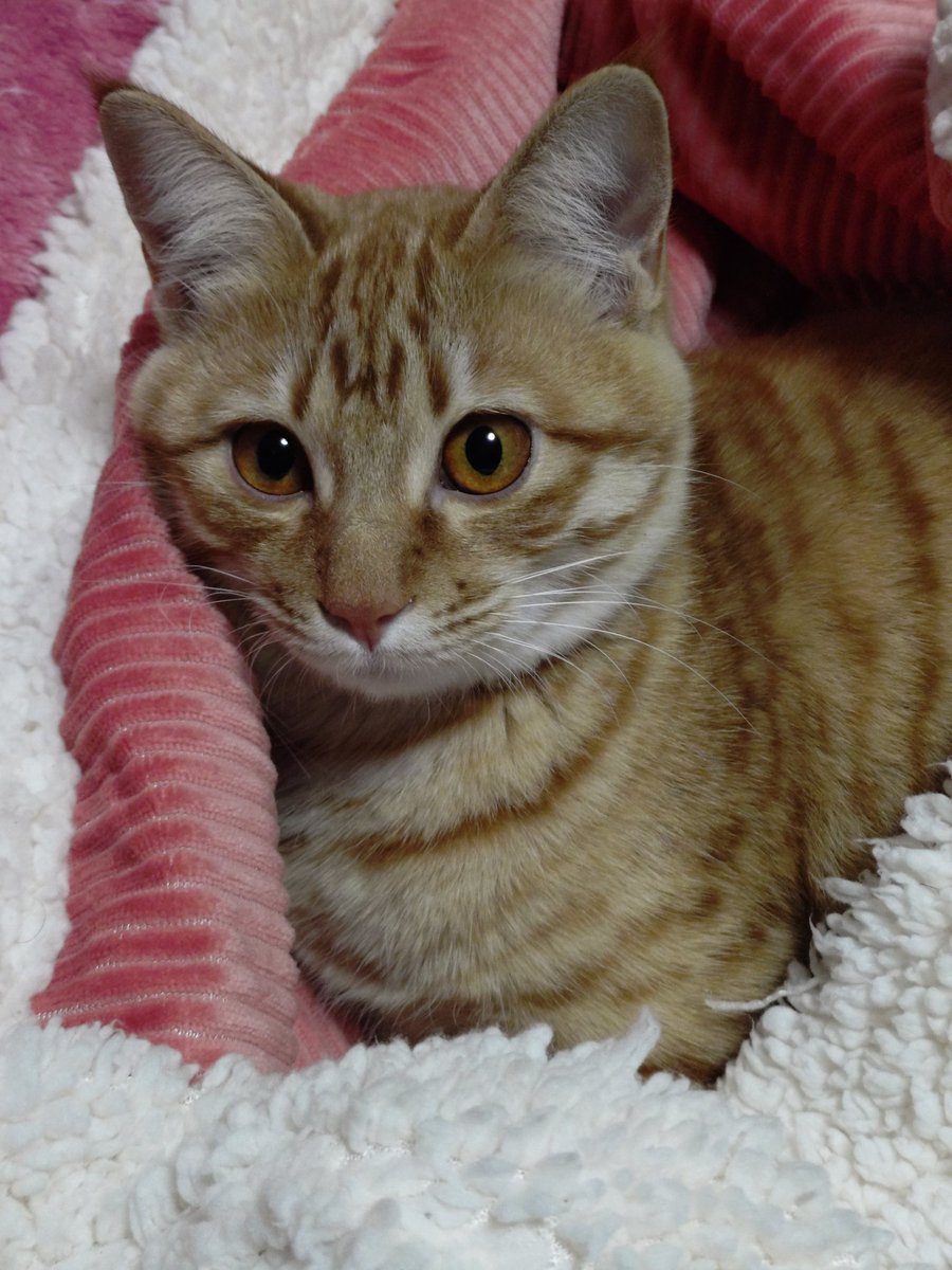 茶トラ猫のななちゃん 𝕏 (@kYj8Qso9BoH58ib) / Posts / X