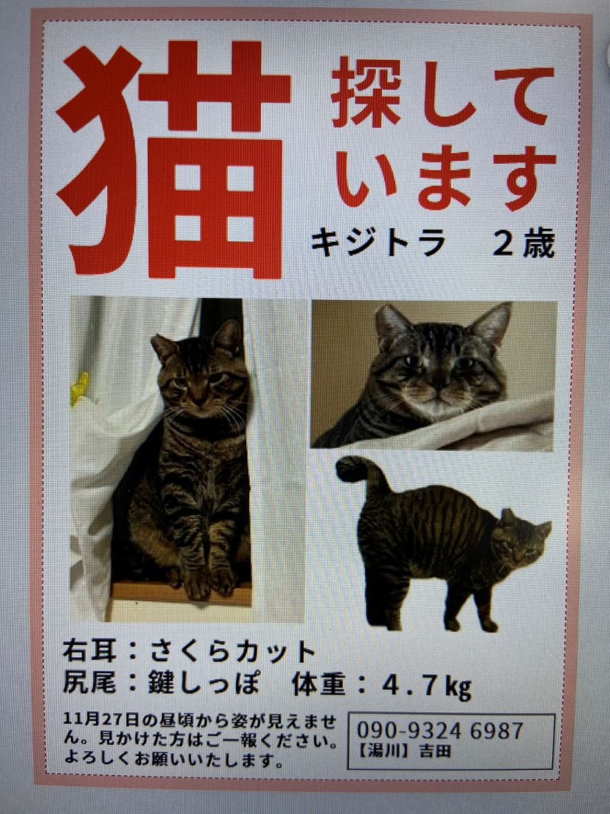 キジトラ猫を探しています！

11月27日田上町湯川の自宅から脱走してしまいました。おとなしい怖がりやです。見かけた方は追いかけずご連絡をお願いします。
名前：キジ男
年齢：2歳
体重：4.7キロ
特徴：耳カットしています。鍵しっぽ。首輪はしていません。
連絡先：090-9324-6987（吉田）
