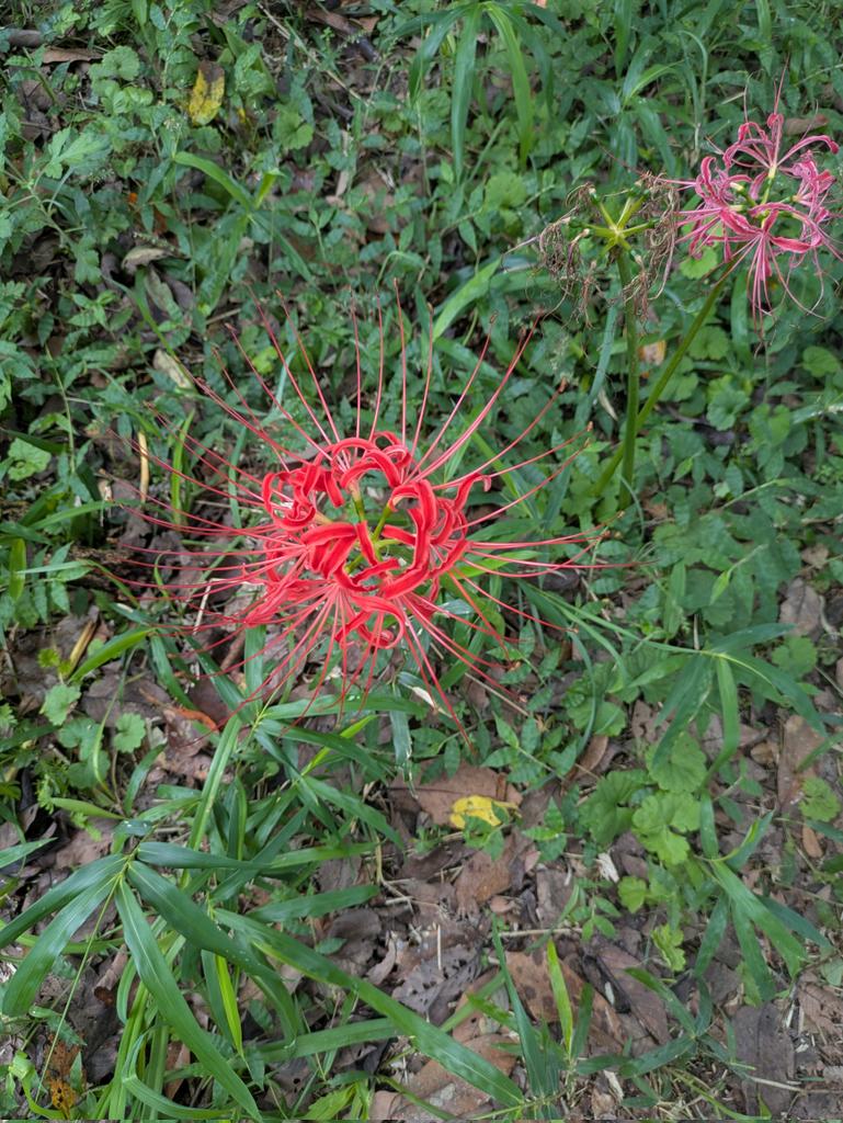 iR08_2mami 彼岸花が綺麗に咲いていたので、撮りました！