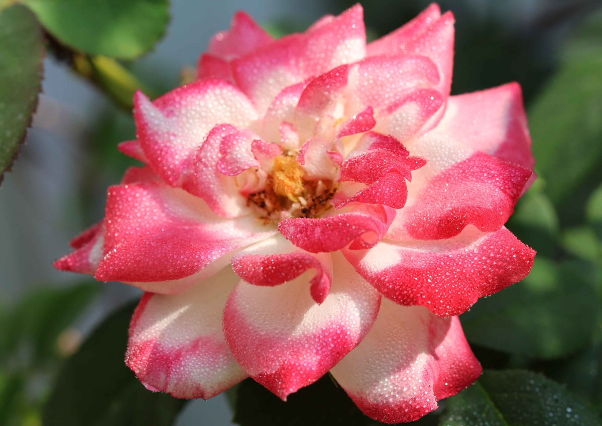 �\�[�V�����}�K�W���w�R�X���f�B�A�h�b�g�R��!!�x:�ŐV���𐏎��X�V��!!