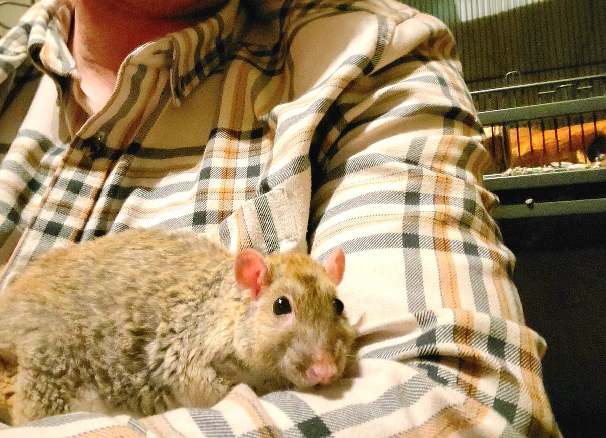 keysbasher's tweet image. Rats aren't scary. They're beautiful, intelligent and friendly. Give them a home.