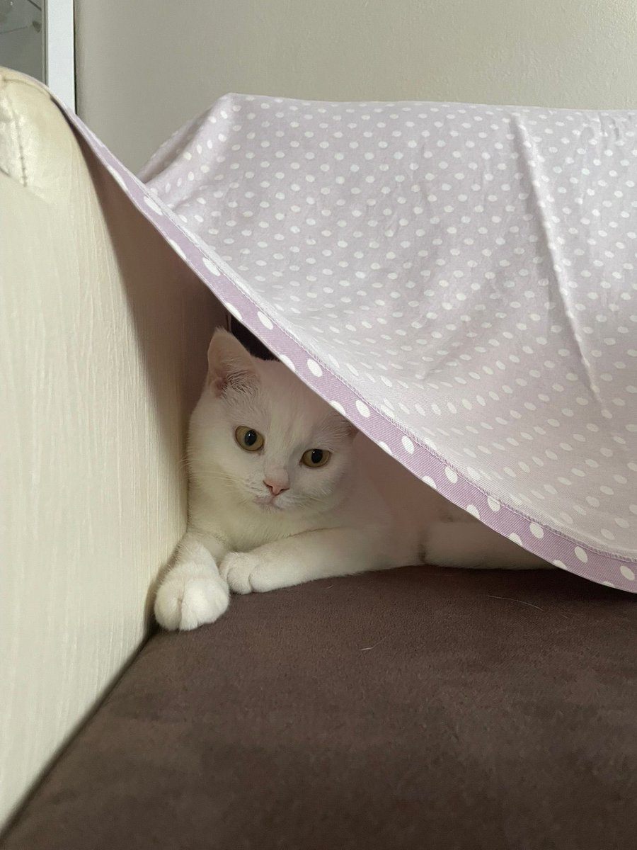 Arkadaşlar bu can istenmiyor. Evin oğlu sokağa terk edilecek diye getirmiş. Baba verin sokağa atın diye sürekli tartışma çıkarıyormuş. Yok edilmeden lütfen rt 🙏😔 İstanbul Sarıyer iletişim ben <a href="/Badiko_/">Badiko</a> <a href="/omer_art4/">Ömer</a> <a href="/ayse0zer/">Ayşe Özer</a> <a href="/AysemOzleyis/">Ayşem Özleyiş Oğuz 🌱</a> <a href="/ku_ayd/">UzayMekanİnsan</a> <a href="/Per1hann/">Perihan Rakanoğlu Gülerler</a> <a href="/umrantoo/">Umrantoo</a> <a href="/YASAMASAYGI/">CANLARIMIN İNCİSİ</a>