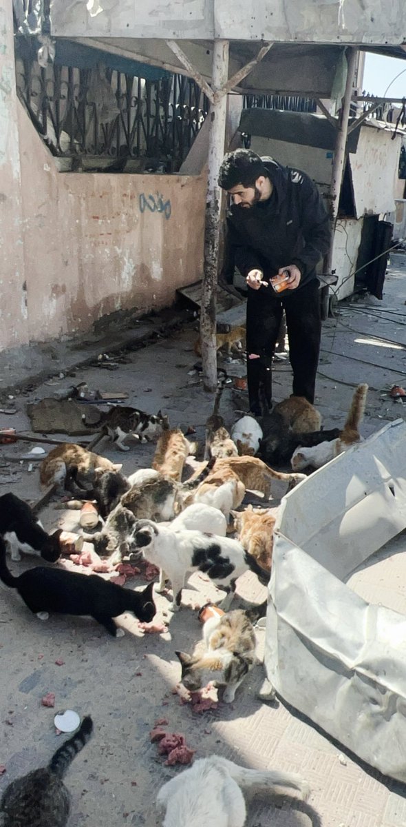 RescueCare's tweet photo. Hunger is consuming our bodies and the bodies of the animals we are trying to save. 😩😿💔 We at the shelter are facing a true emergency🚨😞🆘💔‼️, and we need your help more than ever.🙏😭🫂🆘🐾🫶🏻 Every day that passes, hearts weaken and the need increases.🥹💔 The dogs and cats here are waiting for brave help from all of us.😿🆘🐾🙏 Please, my friends😭🤍, let's join hands and make the voices of the voiceless heard.🐾🙏🫂♥️🌸 #Gaza #Animal_Rescue 
PayPal: https://t.co/Lzv7nazYW3
GFM: https://t.co/MKk58SSn0o