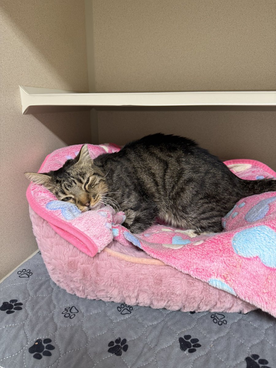 feederofcats's tweet image. little miss Blep, who has spent her life fending for herself outside, sick and hungry, sleeping amongst the dirt and rocks... has just discovered the magic of a soft pink bed 🩷 this is what it's all about