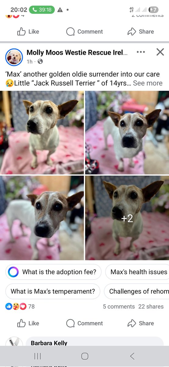 catlowry54's tweet photo. #MollyMoos in Limerick has #Max. With his family his whole life & his little heart is broken. Good with dogs, a real human's best friend. How can we help him? He needs a home adaptor... please think who do you know who could help him? https://t.co/xX1jIGIu6B