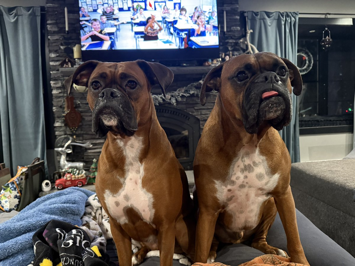 They were begging for my snack  

#boxerpuppy #boxerdogs #boxerlife 
#boxerlovers #boxersrock #boxersoftwitter #boxerdogsoftwitter #dogsoftwitter #dogsofx