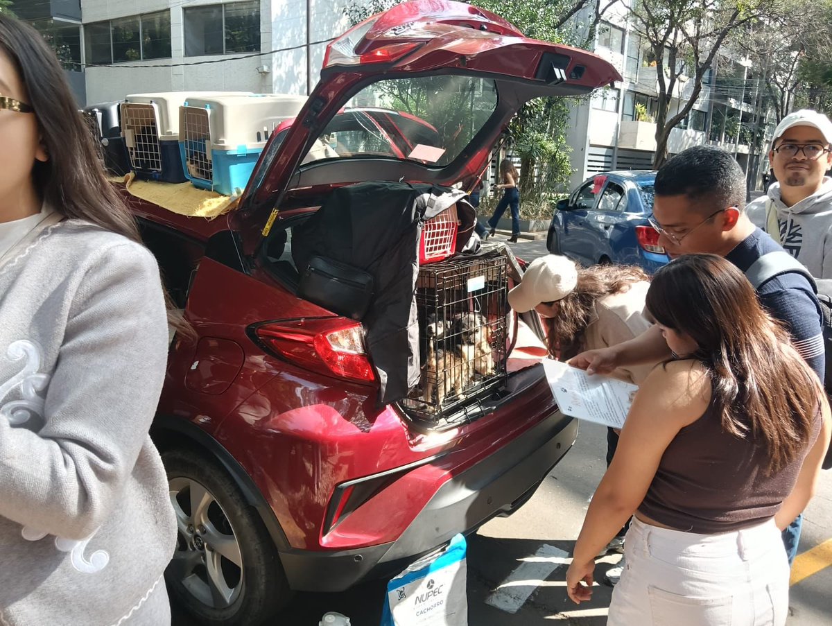 LaVozHipodromo's tweet photo. En #parqueMéxico #ilegalidad #maltratoanimal ahora en el arroyo vial .@UCS_GCDMX brigada animal: pseudo rescatadores venden animales en condiciones deplorables, es sumamente rentable, no cumplen con mínimo de regulación. Procuradora Mónica Alegre .@PAOTmx 
https://t.co/HUAZFb6xcv https://t.co/U5vl50Ampb