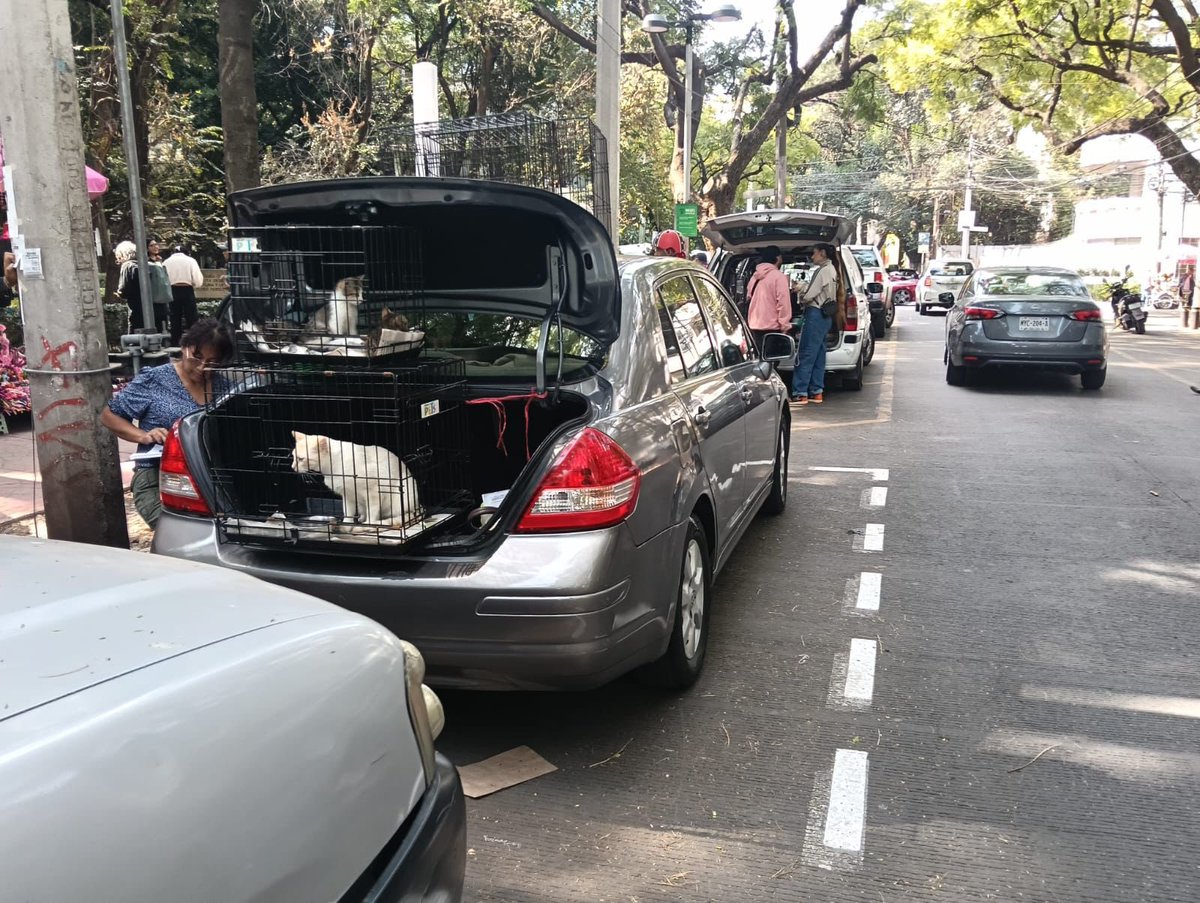 LaVozHipodromo's tweet photo. En #parqueMéxico #ilegalidad #maltratoanimal ahora en el arroyo vial .@UCS_GCDMX brigada animal: pseudo rescatadores venden animales en condiciones deplorables, es sumamente rentable, no cumplen con mínimo de regulación. Procuradora Mónica Alegre .@PAOTmx 
https://t.co/HUAZFb6xcv https://t.co/U5vl50Ampb