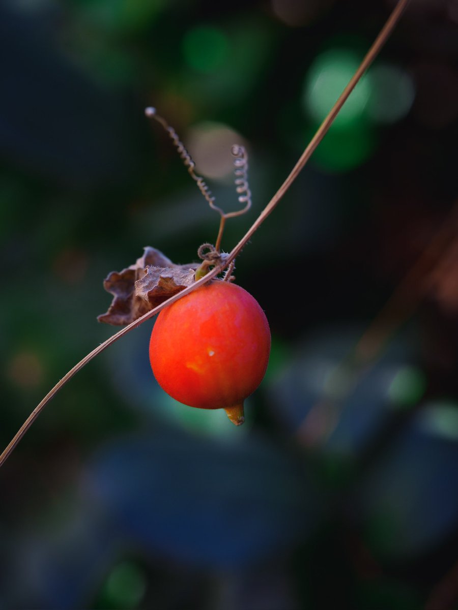 中村明古@断捨離中 (@akobbeekunangel) / Posts / X