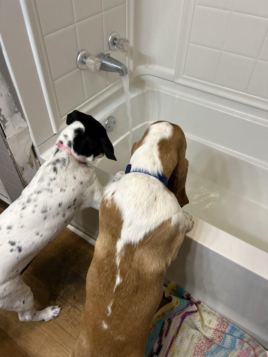 sixtaters's tweet photo. So before these two pups I had a #bassethound of course and Mrs. Tater had an  #AustralianShepherd , we lost them like 4 months apart, after I got Scrappy she decided she wanted anouther pup for hiking and playing so we ended up getting Luna the #supermutt has 8 breeds in her DNA https://t.co/552tVyYGzF