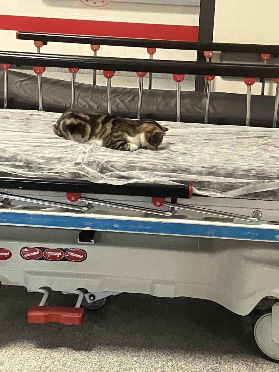 Acile Sürekli yorgun olduğu için başvurmuş ama uyuya kaldı