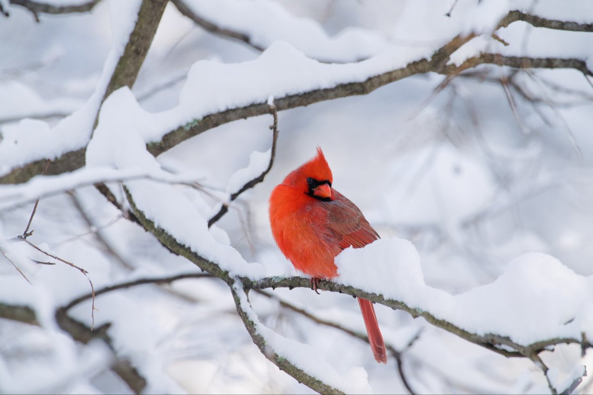 grant9966's tweet photo. Flames in the snow

Fort Tryon Park #birdcpp https://t.co/BWZIjaNmWL