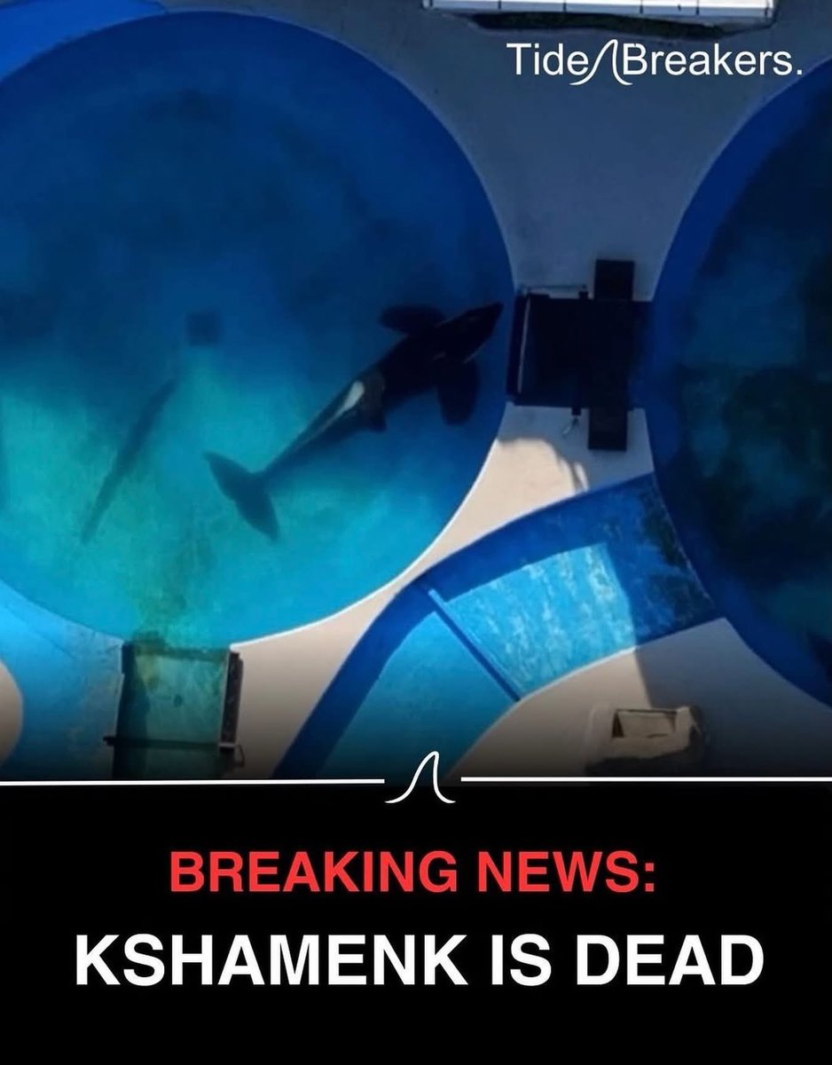 dominic dyer tweet media