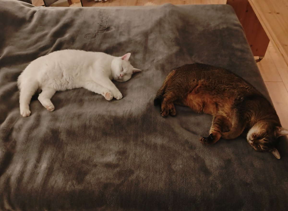 Super Jungs…
wo ist da jetzt noch ein Platzchen für mich?
Ich will auch ins Bett…
aber ich kann euch doch nicht wecken, wenn ihr so da liegt 🥹