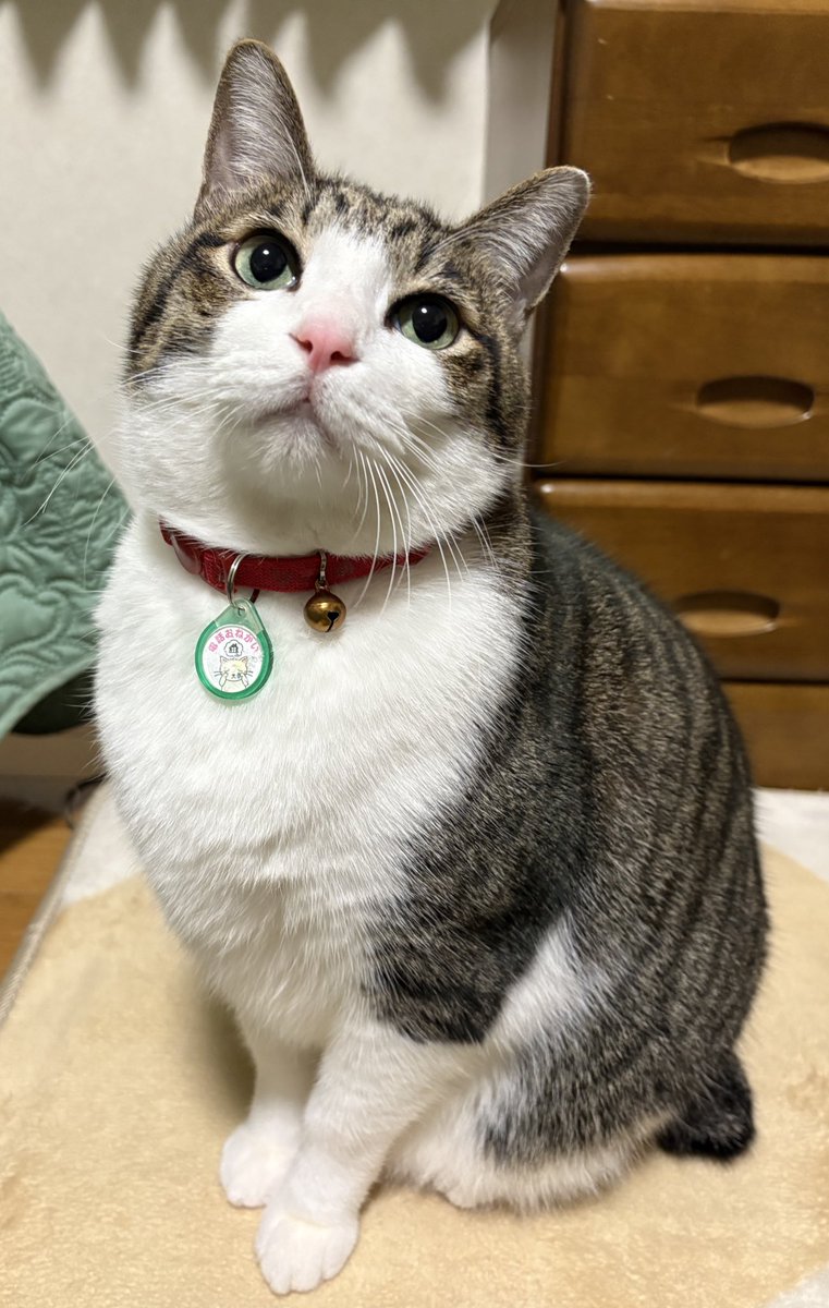 Post by とこも on X: もふもふ