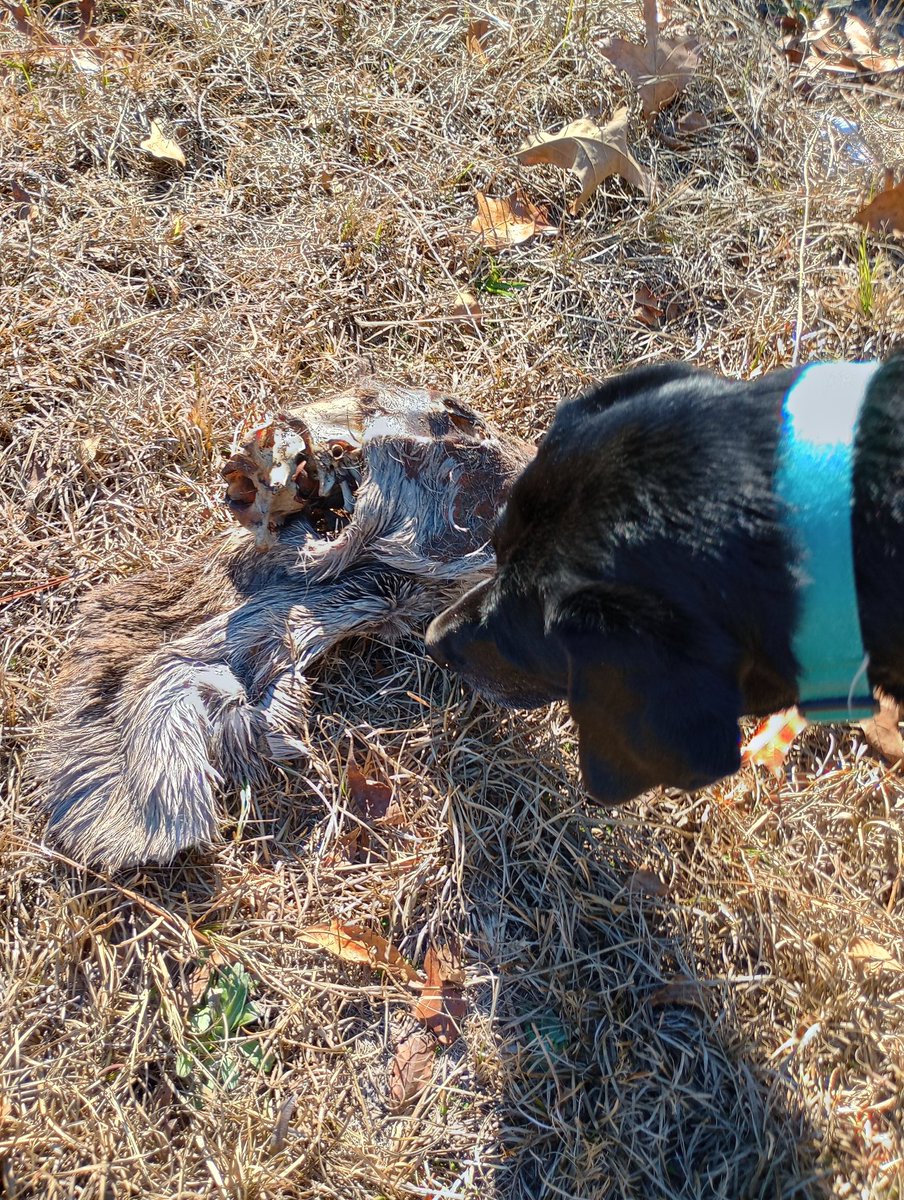 •Zed• tweet media