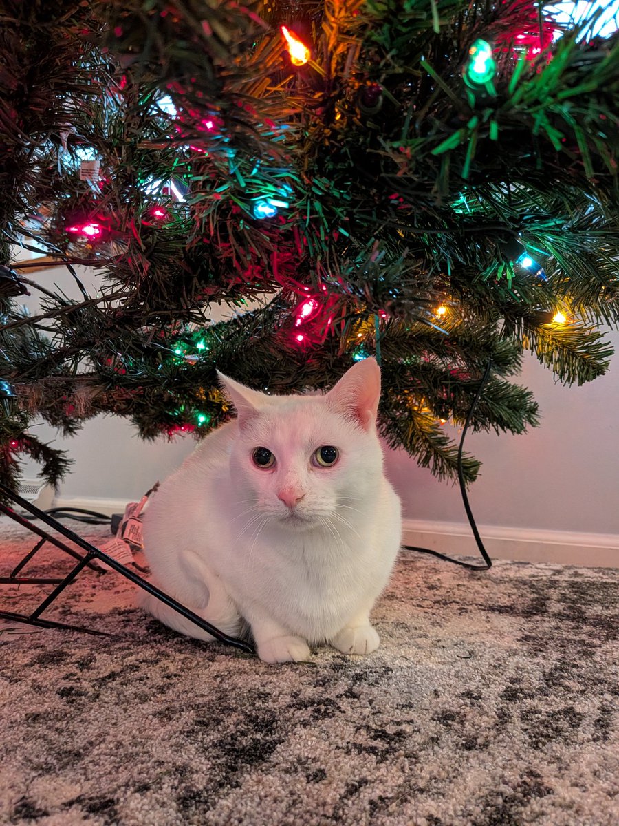 funkentechno's tweet photo. Decorating the tree with my fam, listening to the latest synth Christmas album from Binaural Space, feeling festive over here 🎄 https://t.co/SkvMtAT4gM