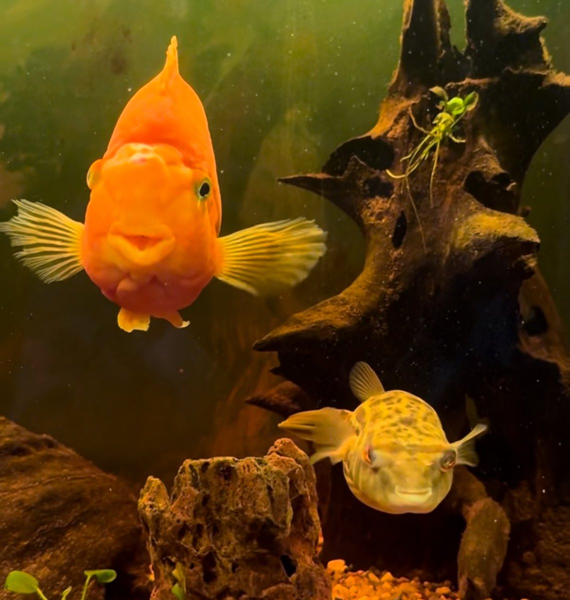 📅Day 13🐡🐠
During blackouts, fish die in silence.
Without electricity, oxygen and filtration stop — and life fades within hours.

Saving fish during war is also saving lives.
Every life matters. 🐟💙💛

🫶 Support our rescue work / Donate