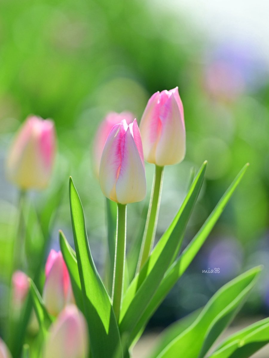 x.ohana_smail.x様♡ ご連絡待 ブライスハウス   ７月２０日追加 ワニ君 (@Ekh5Y55rvYFHbgc) / Posts / X