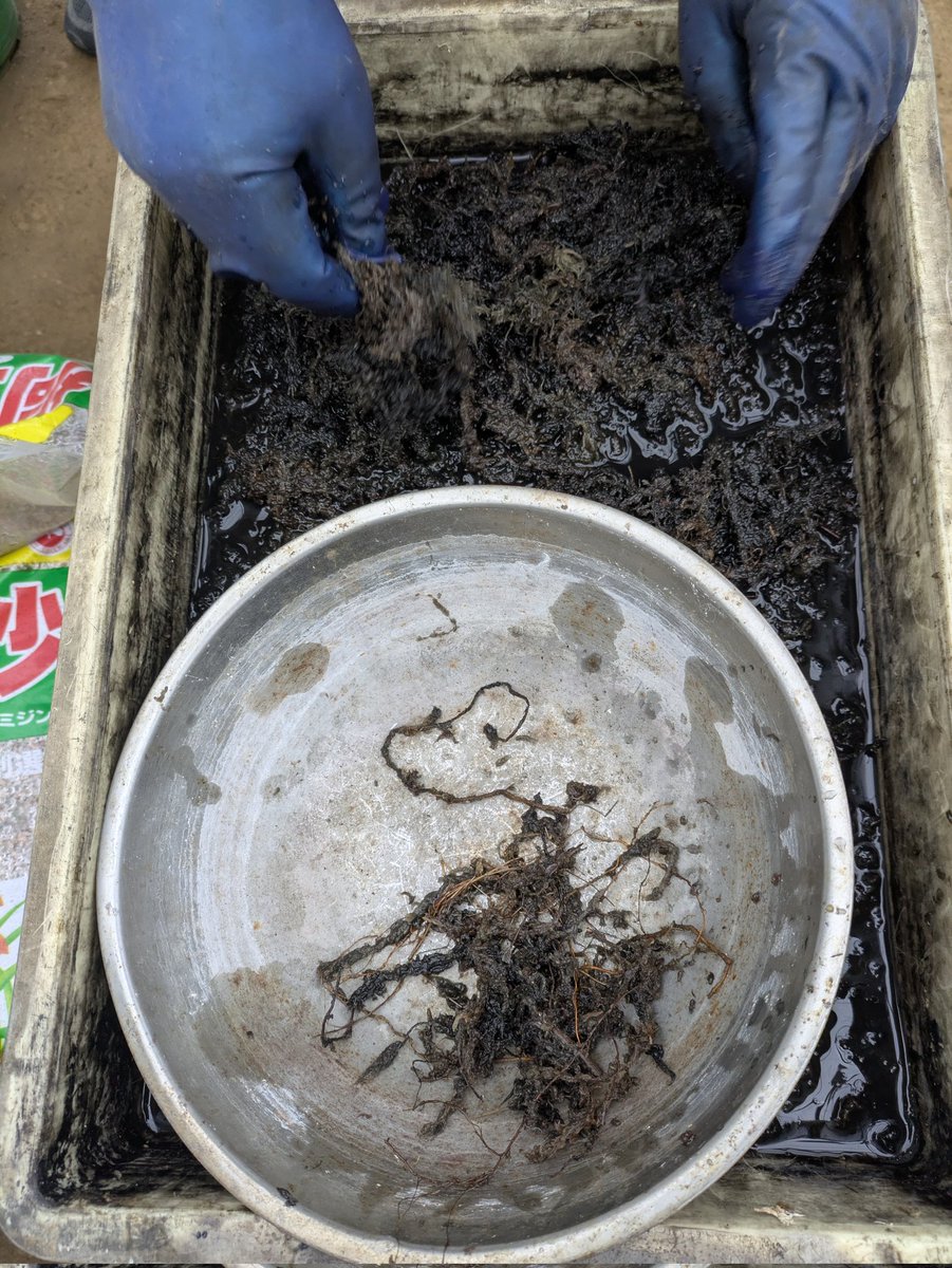 植替え後に使う黒い水苔の作り方: その4
墨汁に浸したミズゴケからスジを取り除きます。