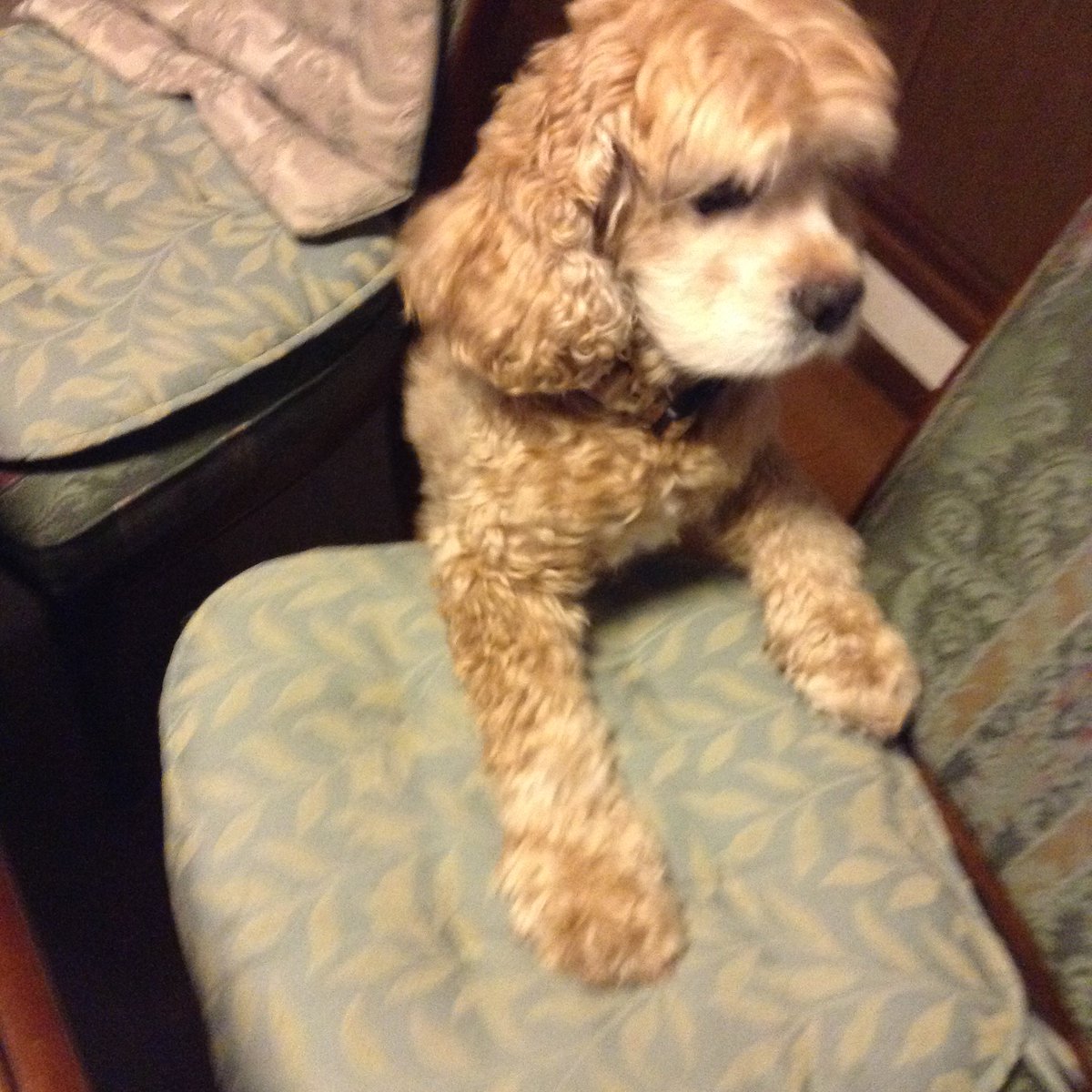 めるも「ボク うぃん、弟はエア 妹はエイル よろしくね