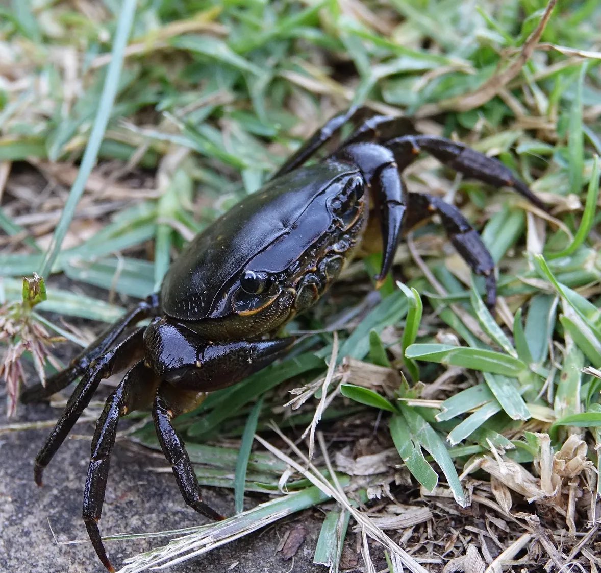 🦀 Sunday, December 14th, 2025 🦀

📸: @obsgiswildlife