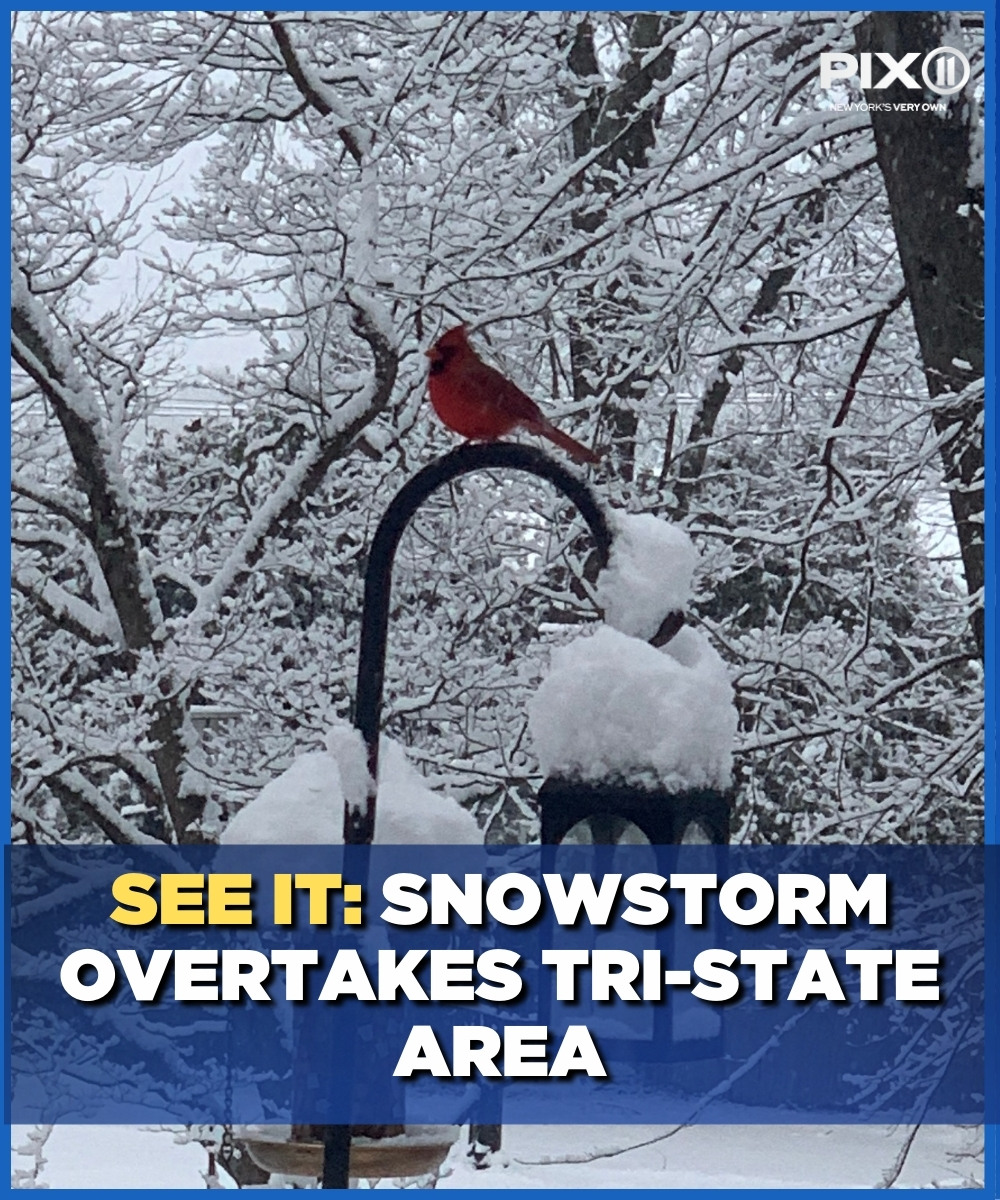 PIX11News's tweet image. Cardinal red really pops in a sea of white snow. PIX11 viewers from around the tri-state submitted their best pictures of the winter wonderland!❄️☃️ 

Click the link to see all of the photos: pix11.com/news/local-new…