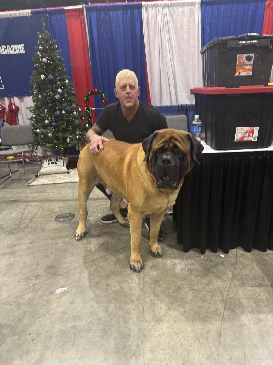 dustinrhodes's tweet image. First time seeing #Beast  in three months. Here at the nationals in Orlando Orange County convention center.
Check him out in groups tonight at 5:30 pm eastern on akctv.com
#Mastiff #1 #WorkingDog
@akcdoglovers @OCCC 
TUNE IN!!!!
Handler-Terry Smith