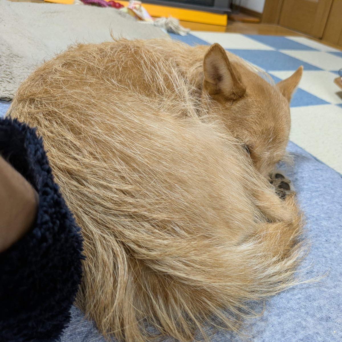 犬ちゃん (@dogchan1010) / Posts / X