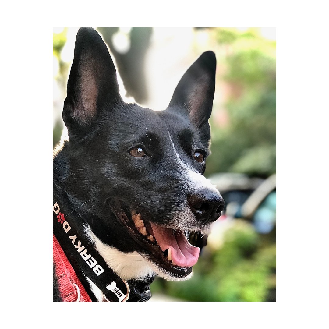 She was such a gift.

Caspi X. Bakuli 2009–2025

mutorogroup.com/notes/2025/12/…