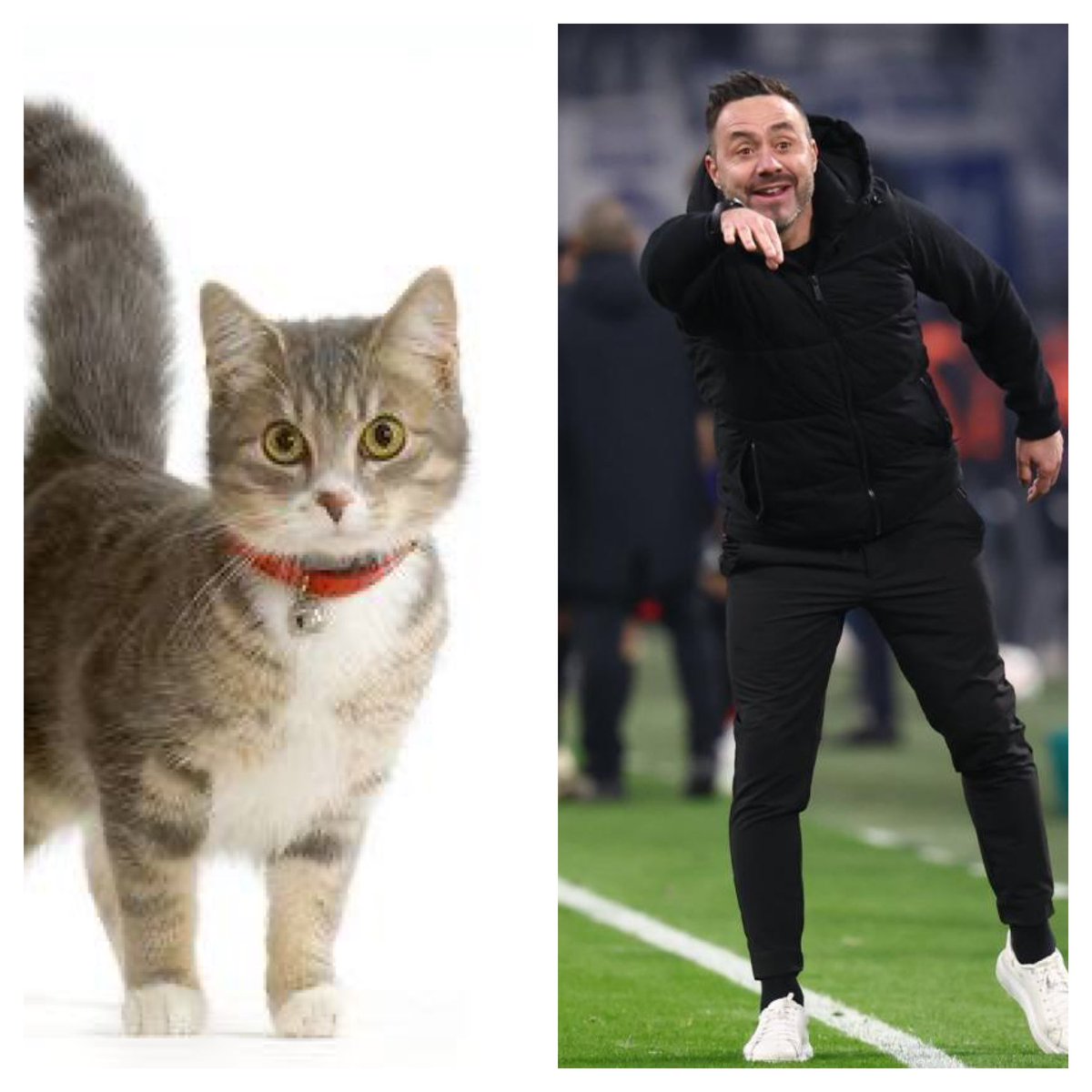 On connaissait la chatte de Deschamps : on découvre pour notre plus grand bonheur celle de De Zerbi  #TeamOM #OMASM