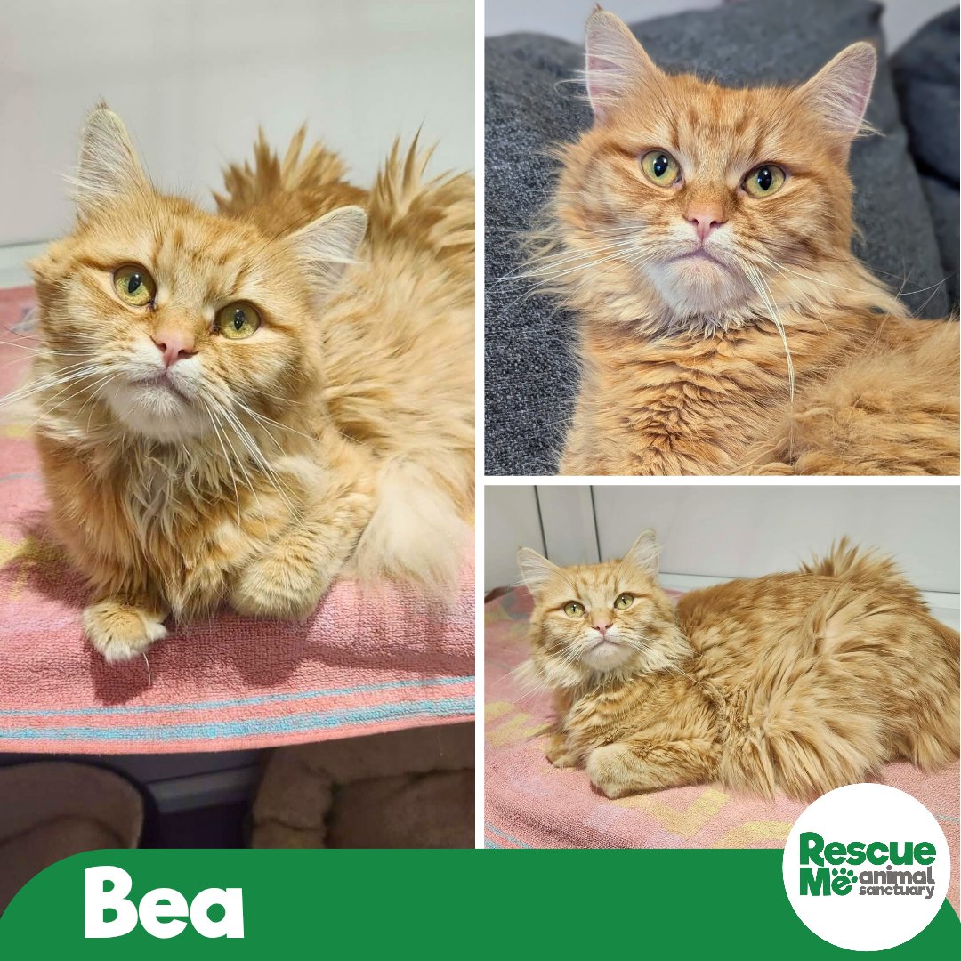 Beautiful Bea is looking for her forever home! She is around 2 yrs old &amp; the perfect little soul 🥰 She is great with kids but wants to be the only pet 💚 Call 07952017696 for adoption #Liverpool #CatsAreFamily #sundayvibes #AdoptMe