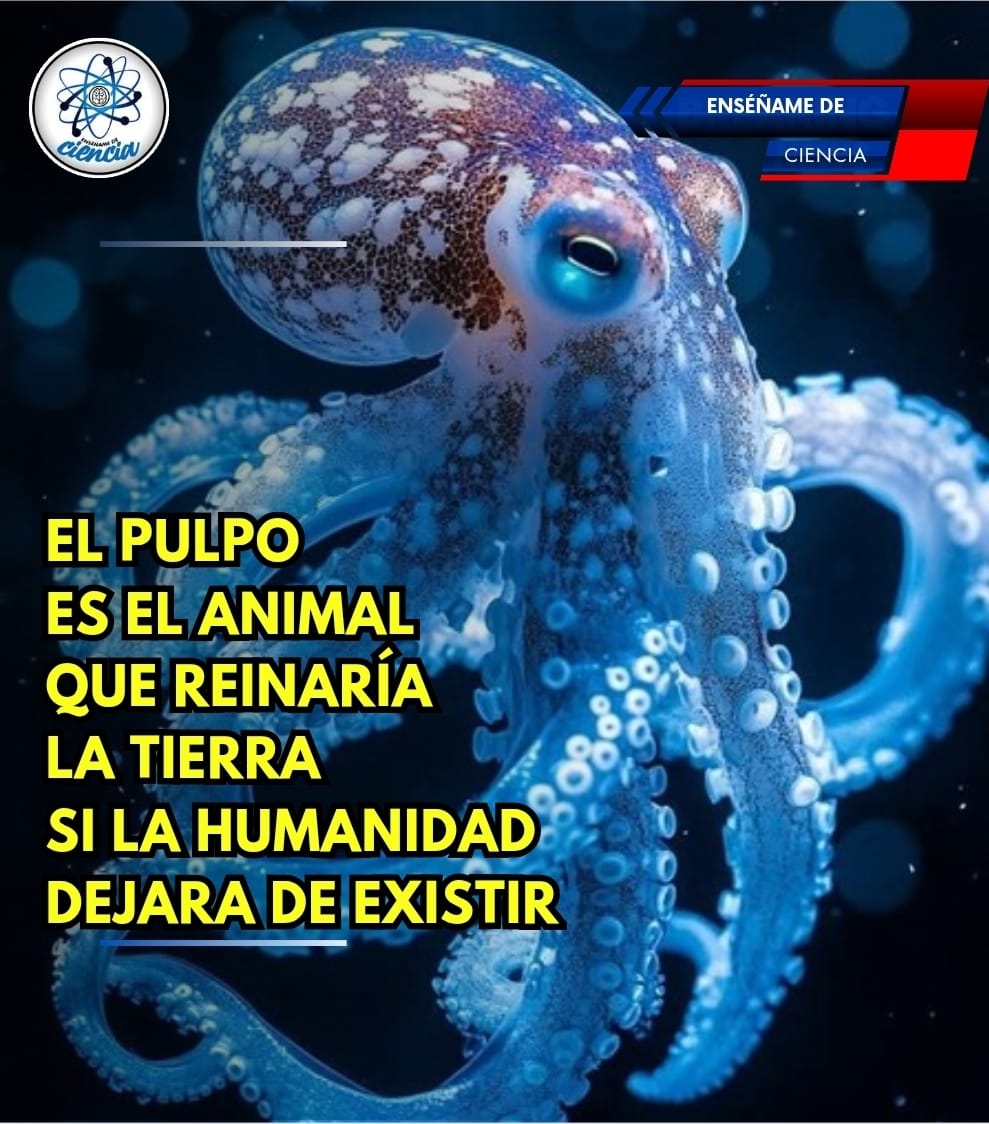 De acuerdo con los científicos, esta es la especie con mayores posibilidades de gobernar el planeta si la humanidad llegara a extinguirse, debido a que poseen los atributos físicos y mentales necesarios para evolucionar hasta convertirse en la próxima especie que cimenté y