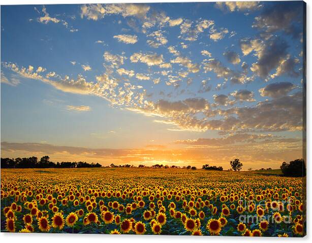 Kansas Sunflowers at Sunset 36 by 24-inch canvas print #SOLD on #FineArtAmerica 🌻🌻🌻🌻
#KansasStateFlower #CLS 
Products featuring this photo can be found here: fineartamerica.com/featured/kansa…
Canvas Print fineartamerica.com/featured/kansa…
Card fineartamerica.com/featured/kansa…
Mug fineartamerica.com/featured/kansa…