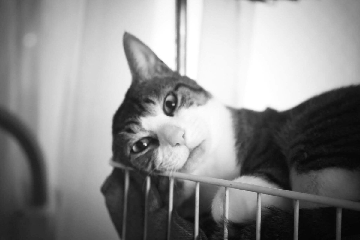 pekomo (@pm_kirua) on Twitter photo 