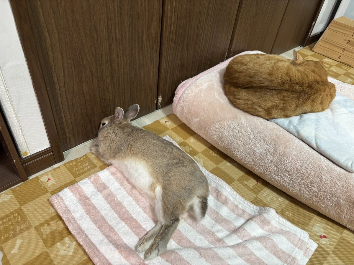 おはようございます😃 お久しぶりのもも🐰とねこたろ😸です！ うさけつ