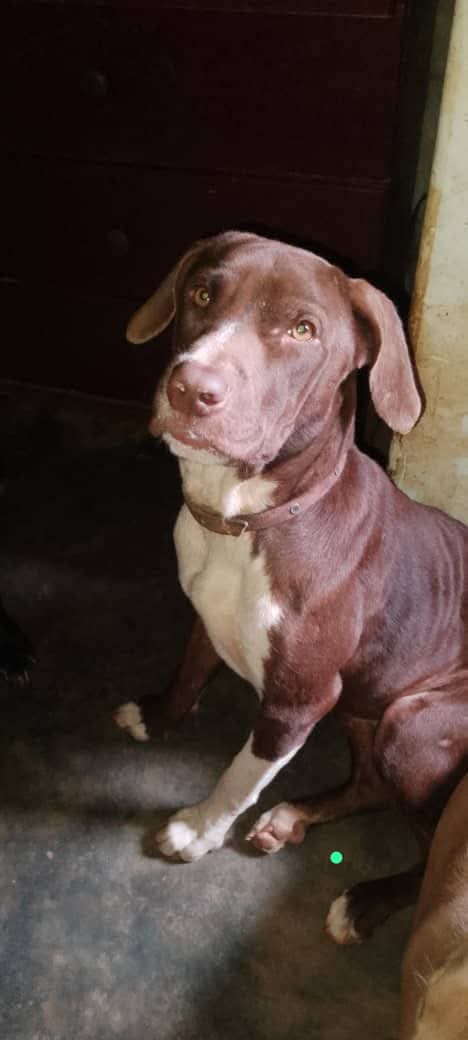 PerroUsuario Wof '•' tweet media