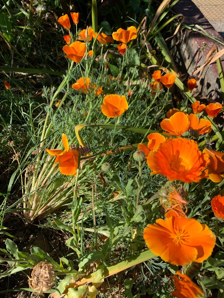 La flor de la primavera.