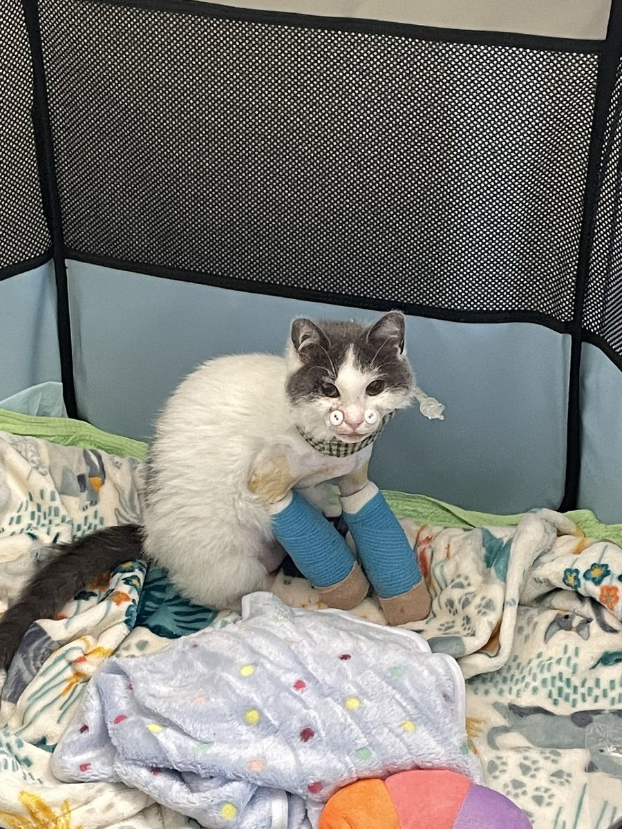 feederofcats's tweet image. then again when he first met Wonton she looked like this so I think he knows she's been through enough (he was appalled at the sight of her)