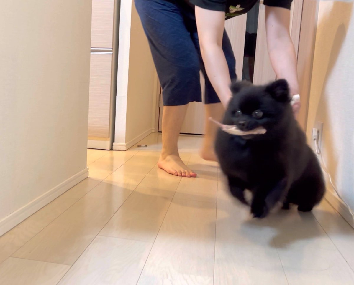 【ポメラニアン クロ】 黒ポメラニアンのぷーちゃん (@phoochannel) / Posts / X