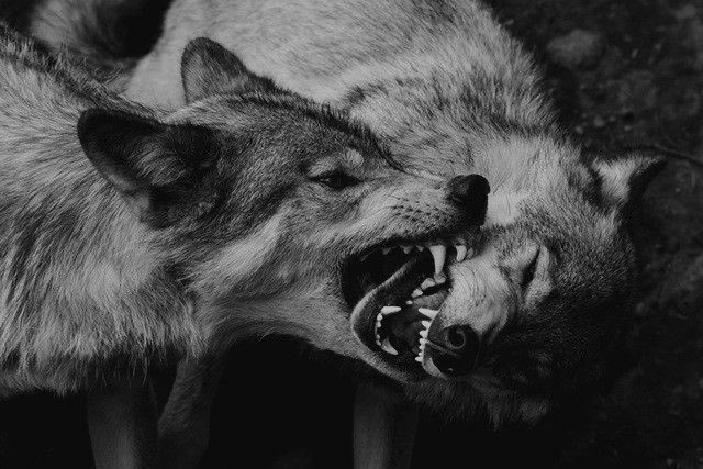 𝐓𝐡𝐞 𝐒𝐢𝐧 𝐎𝐟 𝐓𝐡𝐞 𝐍𝐨𝐫𝐭𝐡 tweet media