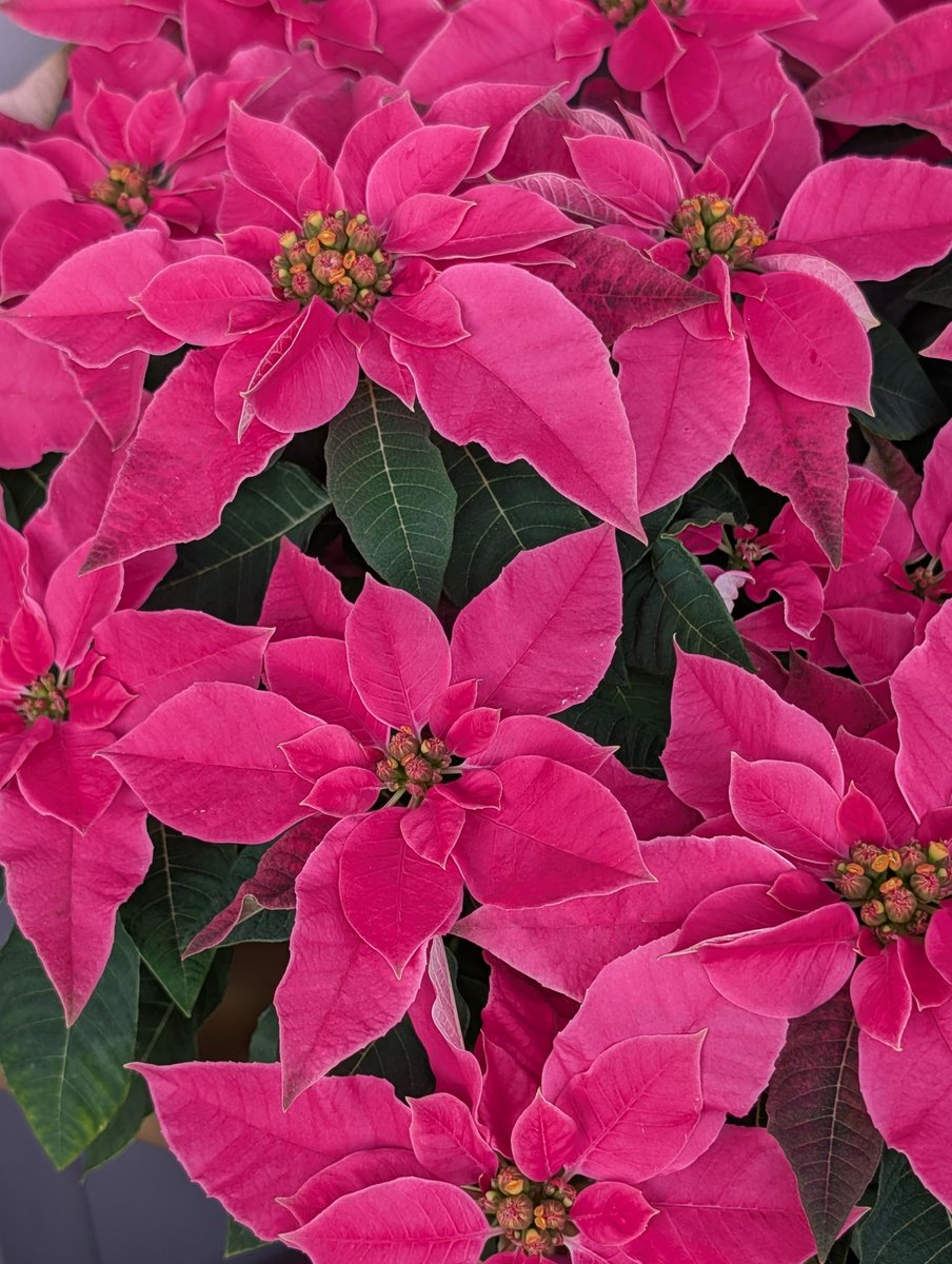 プー (@carp_mon33) / Posts / X