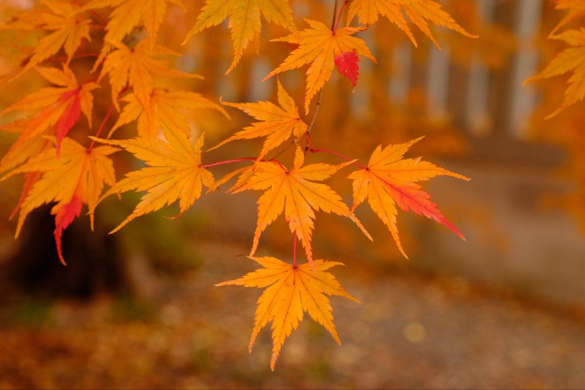 ともちん (@KuF954) / Posts / X