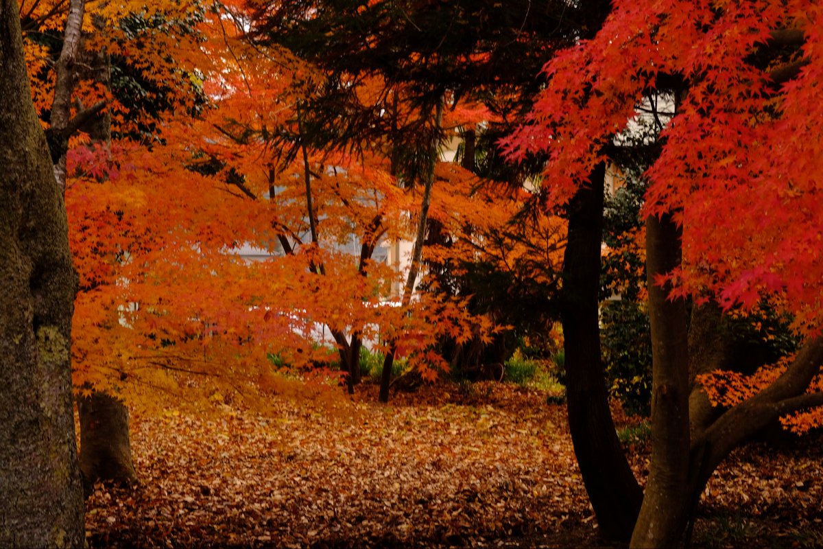 ともちん (@KuF954) / Posts / X