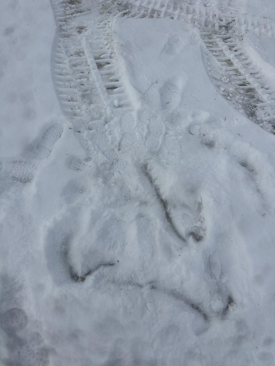 Hopped out of the skidloader to feed my wife’s horses for her while she’s on a girls trip. Proof once again no good deed goes unpunished 
Ended up on my back trying to open gates and keep
Horses in 🙄