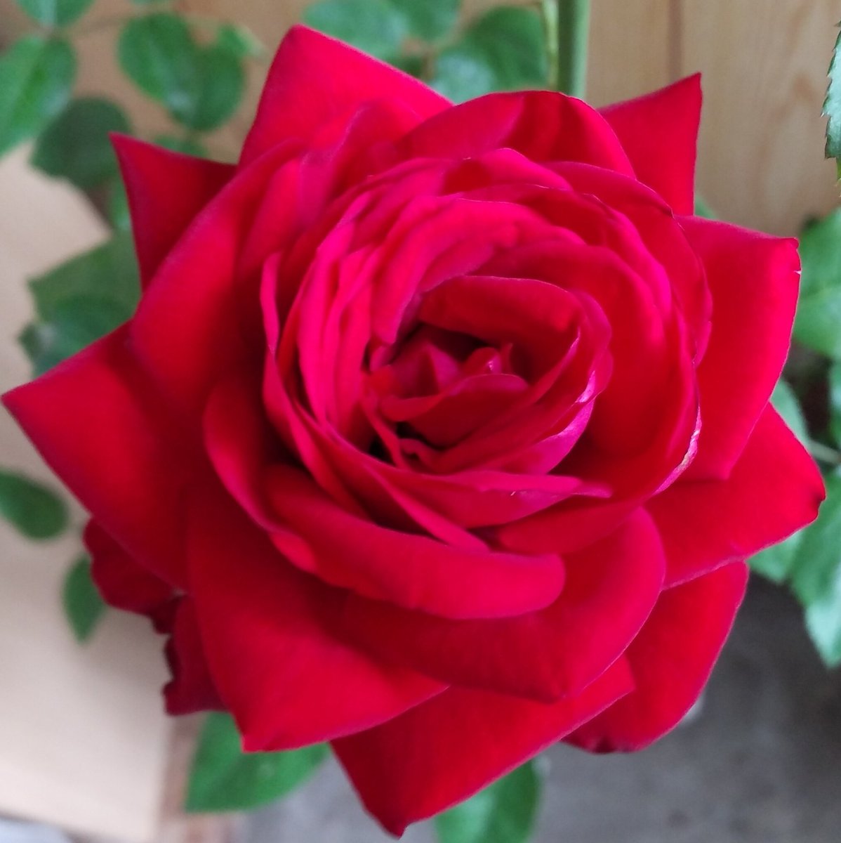 pinkseagull (@kumiopatra1) / Posts / X